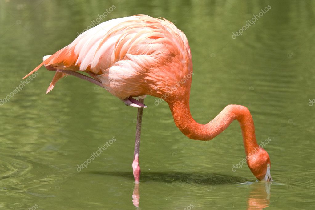 Was Essen Flamingos