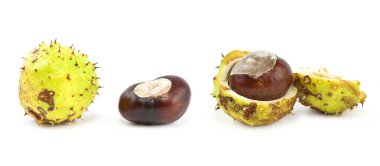 Conkers clipart