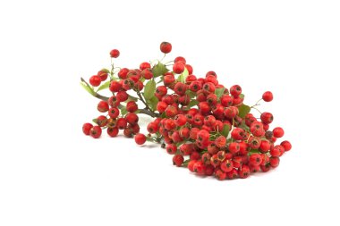 pyrocantha