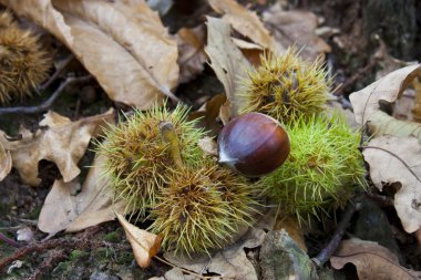 Chestnuts on forest floor clipart