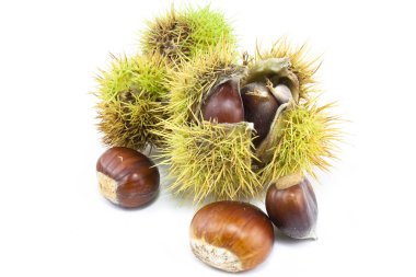 Chestnuts in case clipart