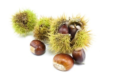 Chestnuts clipart