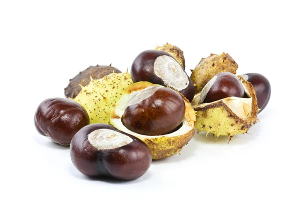 Conkers — 스톡 사진