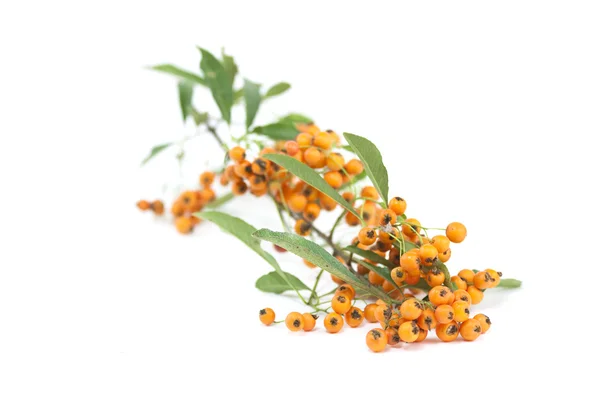 Oranje pyrocantha bessen — Stockfoto