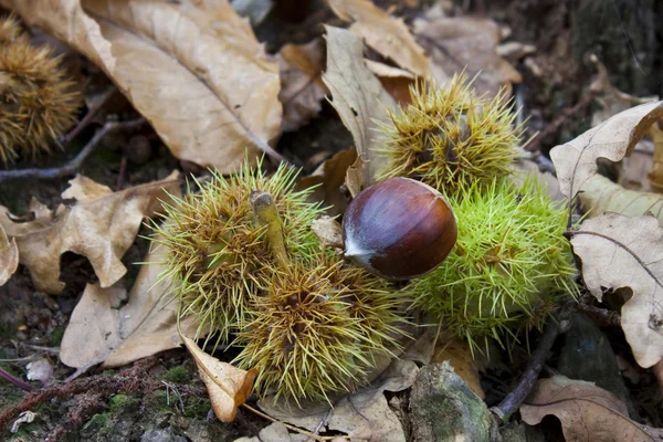 stock image Chestnuts on forest floor