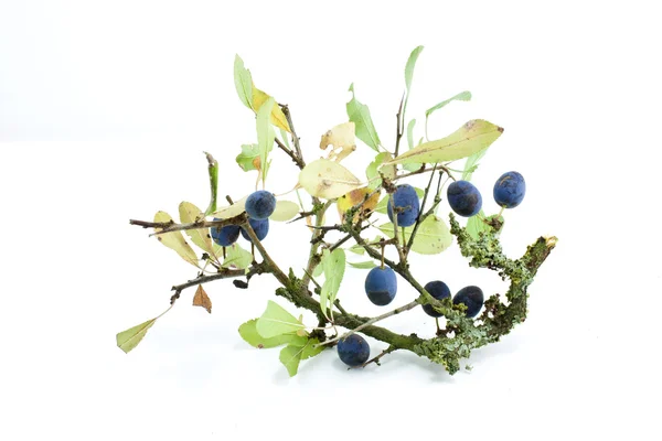 Slow berries — Stock Photo, Image