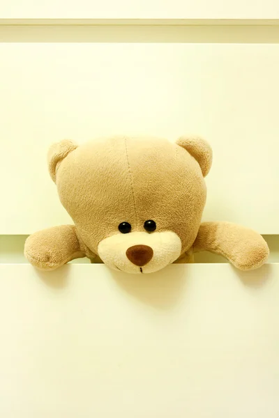 Bear in drawer — Stock Photo, Image
