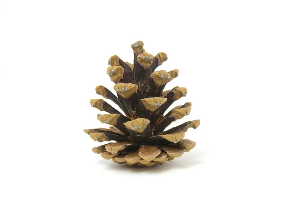 Cone de abeto ou pinheiro — Fotografia de Stock