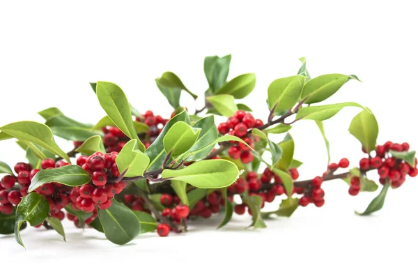 Holly and red berries — Stock Photo, Image