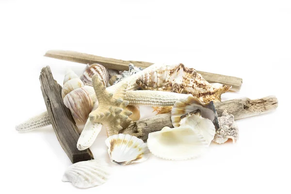 Shells still life — Stock Photo, Image