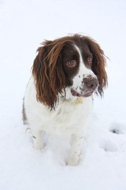 Springer spaniel kar