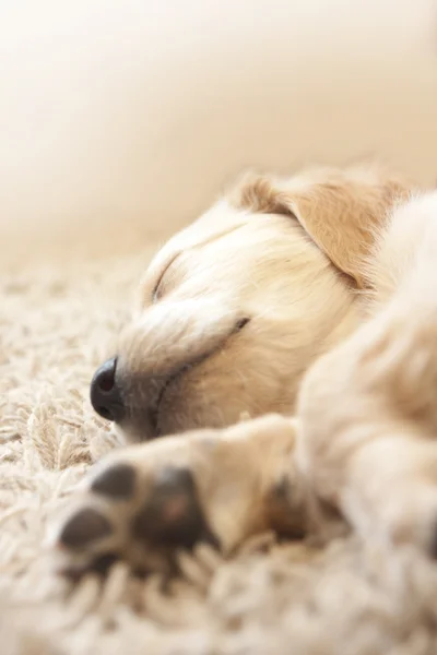 Golden retriever puppy 6 weeks old — Stock Photo, Image