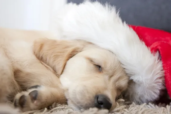 Golden retriever puppy 6 weeks old with — Stock Photo, Image