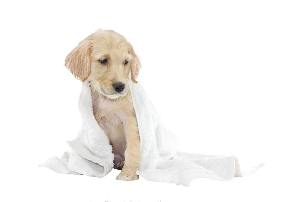 Zlatý retrívr štěně a ručník — Stock fotografie