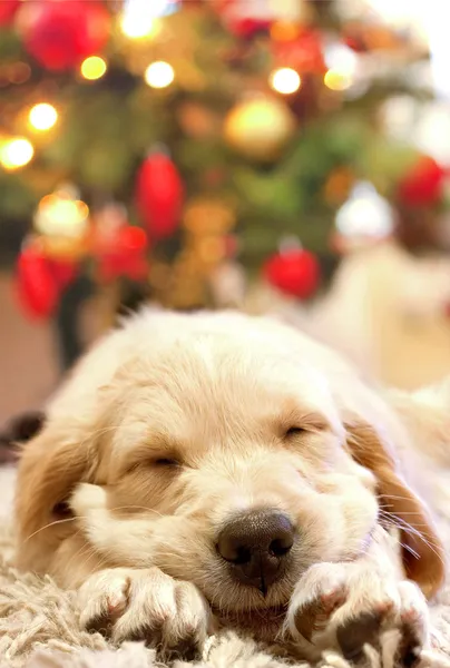 Puppy golden retriever in slaap — Stockfoto