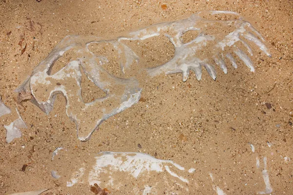 Обнаружение старых костей животных или динозавров в арке — стоковое фото