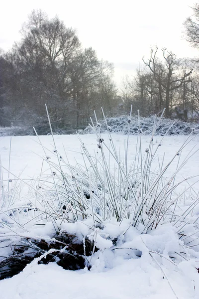 雪の中で雪に覆われた植物 — ストック写真