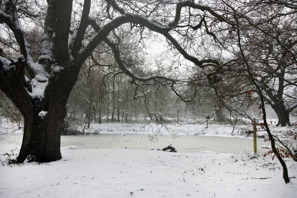 stock image Oak tree in winter