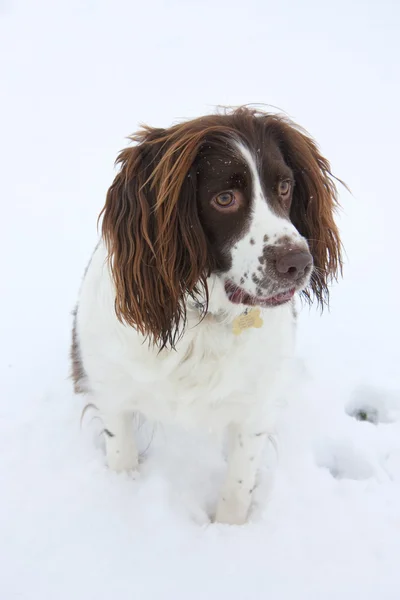雪の中で・ スプリンガー ・ スパニエル — ストック写真