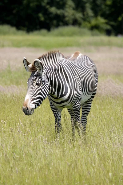 Zebra em grama longa — Fotografia de Stock
