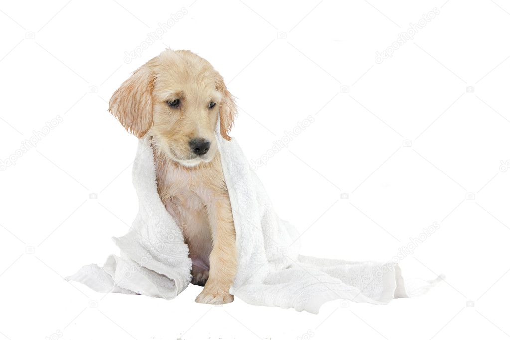 Golden retriever puppy and towel