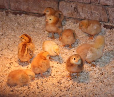 Baby chicks clipart