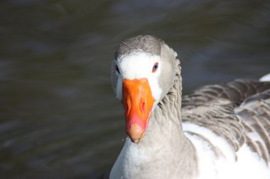 Blue eyed goose clipart