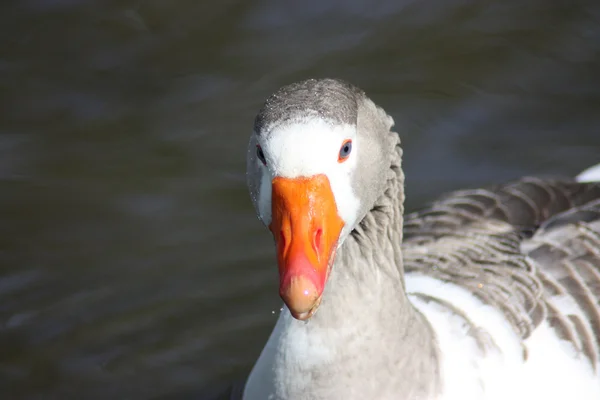 Blue eyed goose — Stock Photo, Image