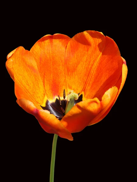 Oranje tulip op zwart — Stockfoto