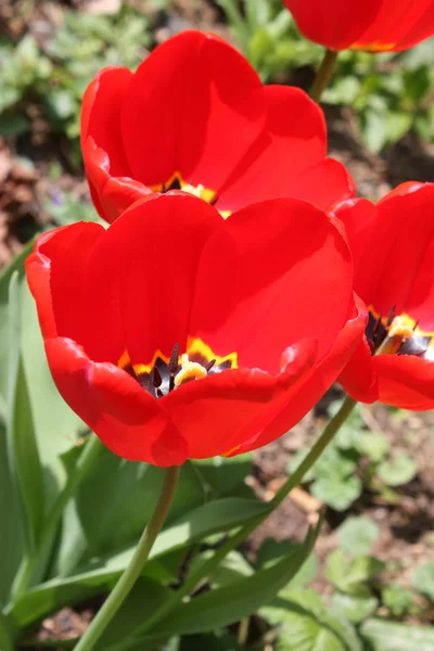 Tulpen bovenaf — Stockfoto