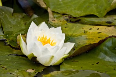 White pond lily clipart