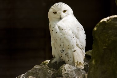 Snowy owl clipart