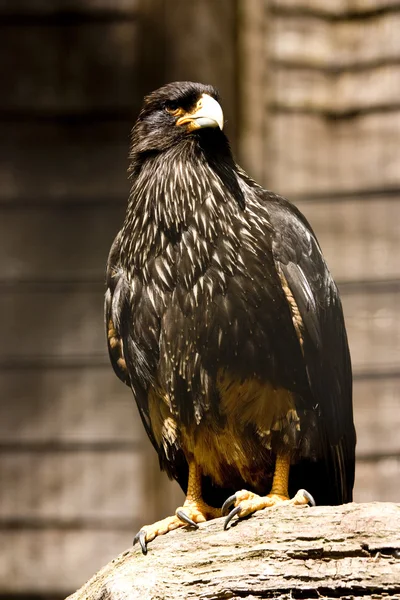 黑老鹰 — 图库照片