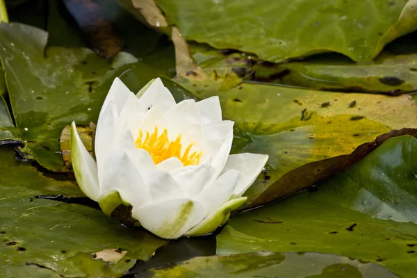 stock image White pond lily