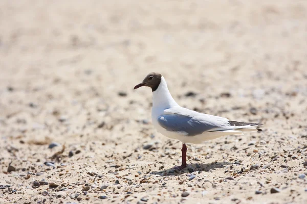 stock image Seagull