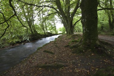 River in forest clipart