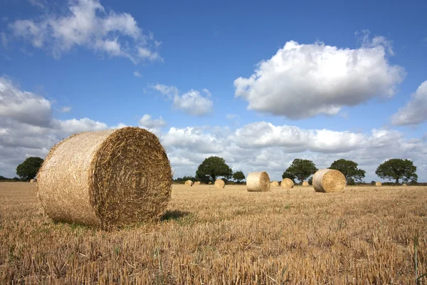 Harvest in summer — Stock Photo, Image