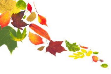 Autumn leaves clipart