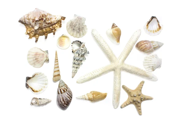 Starfish e conchas — Fotografia de Stock