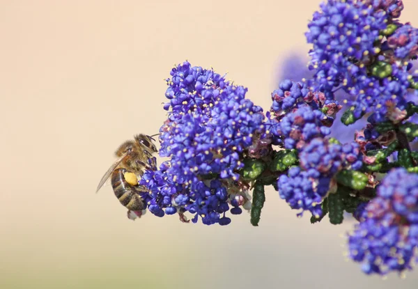 Bee on collecting pollen — Stock Photo, Image