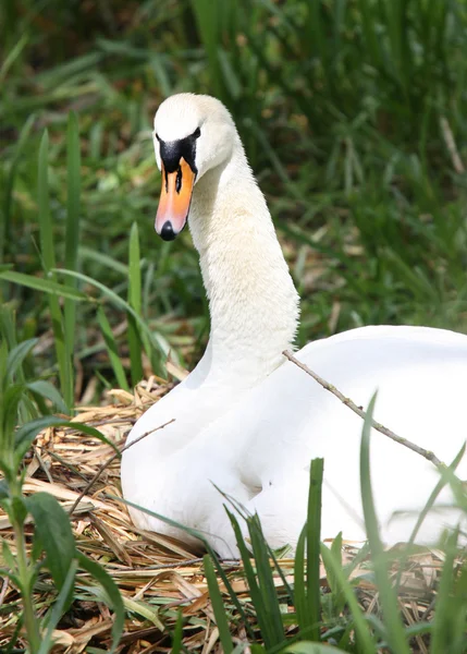 Swan på boet — Stockfoto