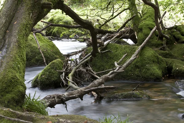 River in woods — Stock Photo, Image