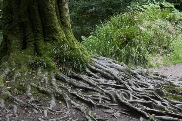 Raíces de árboles en el bosque — Foto de Stock