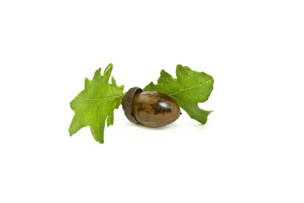 Acorn and oak leafs — Stock Photo, Image