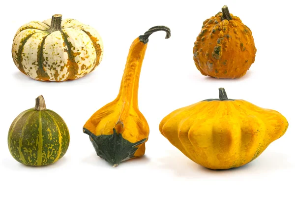 Autumn gourds and pumpkins — Stock Photo, Image