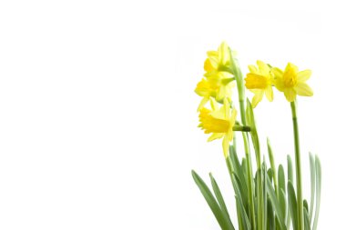 Daffodils with white copy space clipart