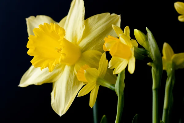 Daffodils em preto — Fotografia de Stock