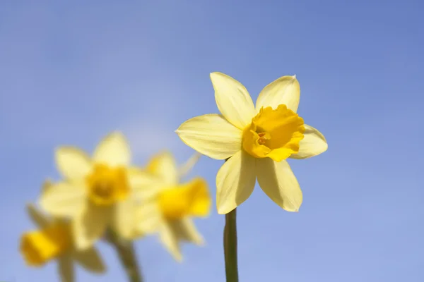Grupp av påskliljor på våren en somrar — Stockfoto