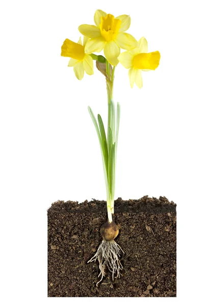 Narcis a žárovka růst metafora — Stock fotografie