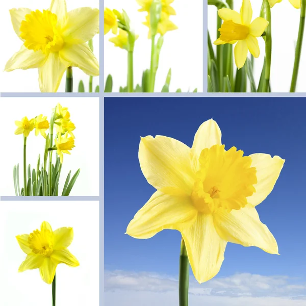 Colecção de Daffodil — Fotografia de Stock